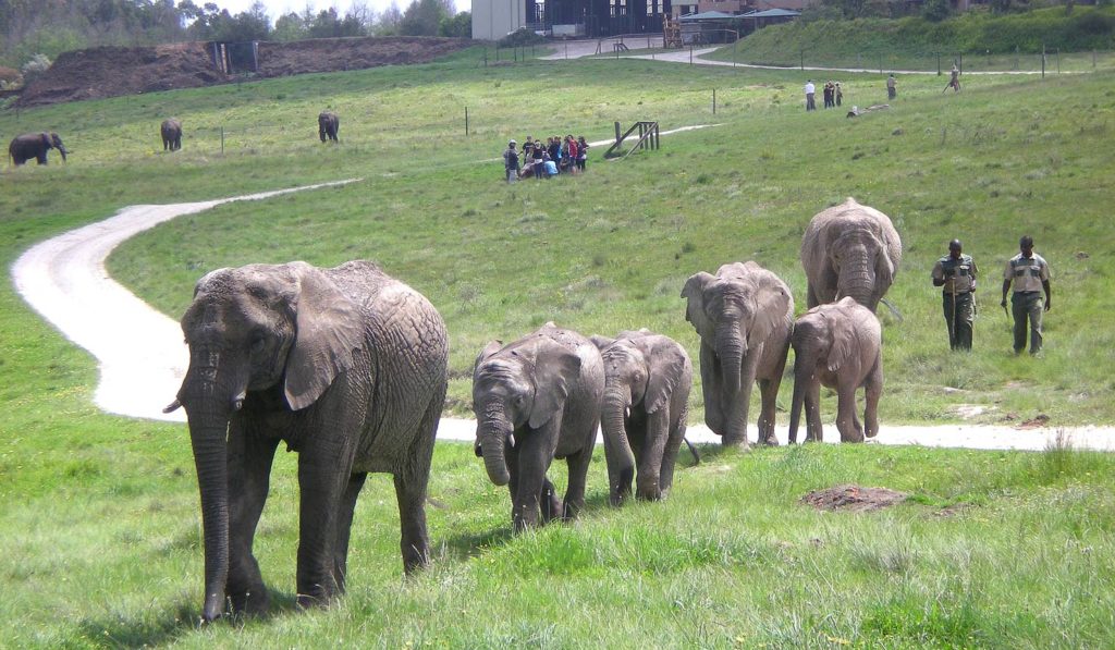 01skyg-im1001-knysna-elephant-park-1475