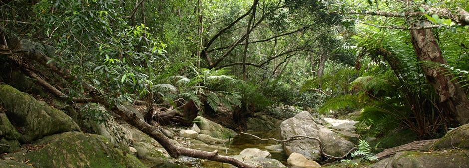 knysna-indigenous-forest